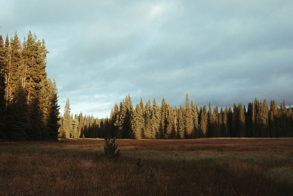 sunlight hitting the trees at Muddy Meadows near Mt. Adams