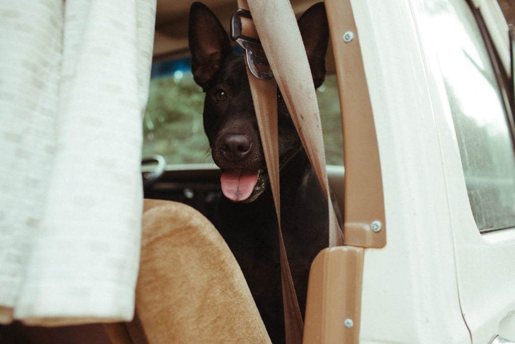 puppy smiling at camera from inside the car